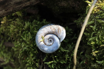 small shell,  nature, white, spiral, snail 