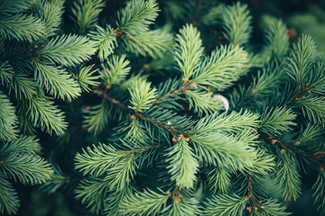 Beautiful evergreen branch of Christmas tree close-up. Green background of needles little coniferous tree with copy space. Fragment of small fir is closely. Greenish natural spruce texture in macro.