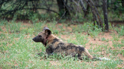 Afrikanische Wildhunde in Südafrika