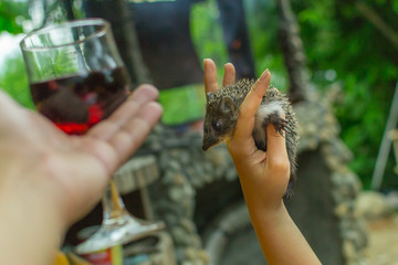 glass of wine and a hedgehog