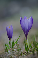 Couple of blooming crocus flowers growing on the dry grass, the first sign of spring. Seasonal spring background.