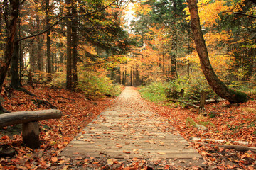 Jesień w górskim lesie © Monika