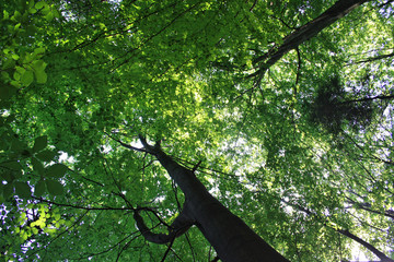 Zielone liście drzewa na tle nieba © Monika