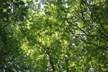 Fototapeta na wymiar Zielone liście drzewa na tle nieba