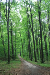 Fototapeta na wymiar Forest in the summer, a tourist trail through a fir forest in the Świętokrzyskie Mountains