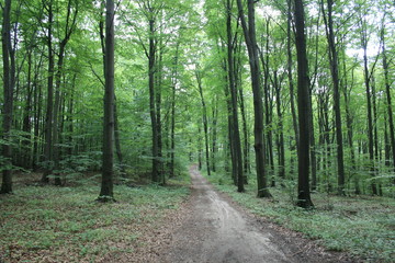  Forest in the summer, a tourist trail through a fir forest in the Świętokrzyskie Mountains