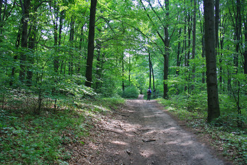 Fototapeta na wymiar Spring forest, a tourist trail through a fir forest in the Świętokrzyskie Mountains