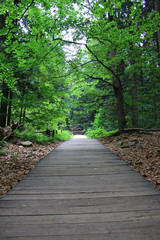 Fototapeta na wymiar Wooden walkway through the forest, walking trail, Świętokrzyskie Mountains