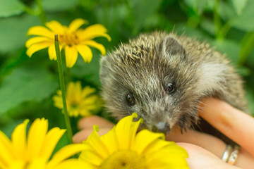hedgehog on hand