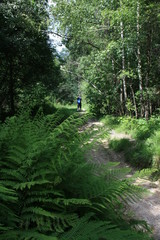 Tourist with a backpack on a trail in a mountain forest