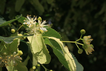Linden blossom