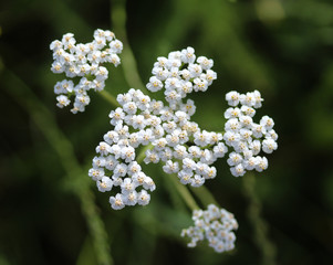 Achillea millefolium, commonly known as yarrow flower, blooming in summer