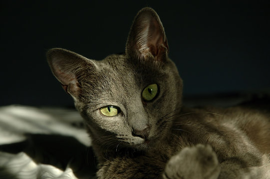 Adorable gray cat with green eyes lounging