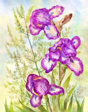 Purple irises on meadow background. Watercolor illustration suitable for poster, postcard