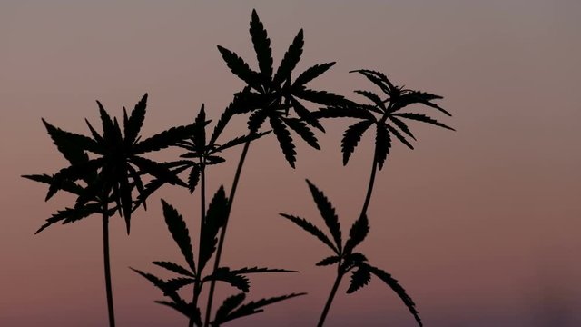 A man's hand tears off one of the tops of a young hemp against the background of an evening pink sky. Close-up silhouette of kanabis sprouts at sunset.