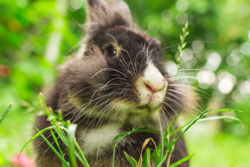 portrait of a rabbit in the grass