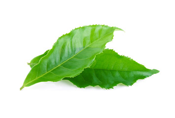 Fototapeta premium green tea leaf isolated on white background