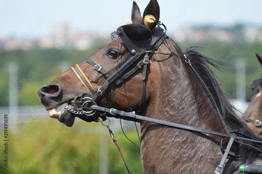 Sticker cheval de courses