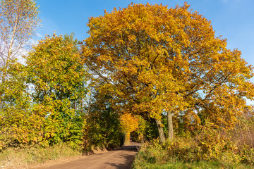 Fototapeta premium Colorful trees in autumnal forest. Beautiful rural fall landscape