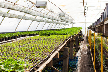 Professional greenhouse with different plants