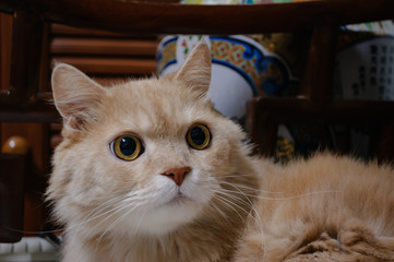 Cat is looking something before he going to sleep in the midnight