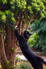 black cat sharpens its claws on yew tree