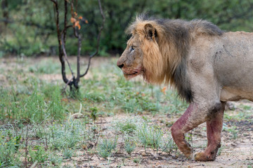 Männlicher Afrikanischer Löwe