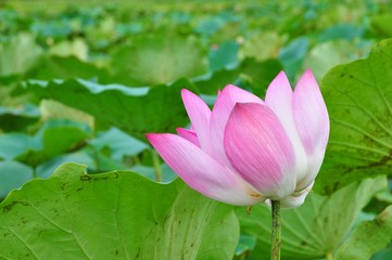 The Blooming Lotus Flowers and Leaves in Baihe, Tainan, Taiwan
