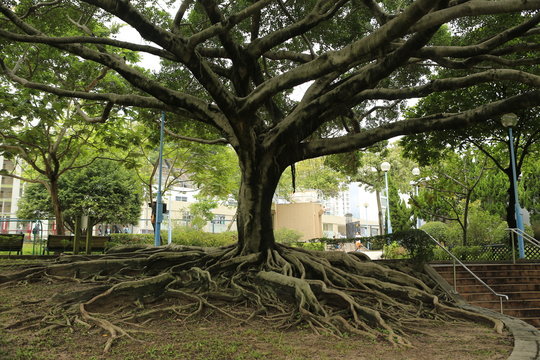 Arbre et racines