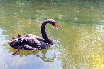 Black swan swimming in the lake