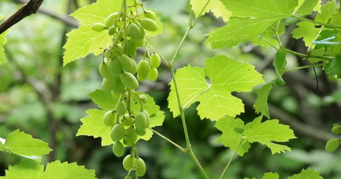 Grape cluster in vineyard at summer sun, waving at slow wind, steadicam close-up, no people