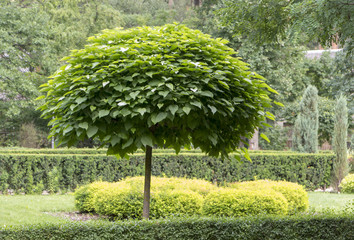 catalpa with a beautiful crown on the green grass on in summer day