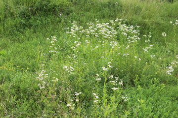 White  flowers bloom in a meadow