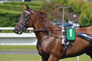 cheval de courses