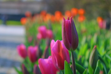 Purple tulip