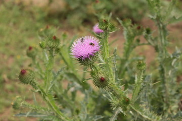 Pink flowers bloom in a meadow