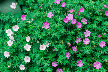 purple field flowers