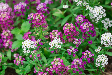 purple field flowers
