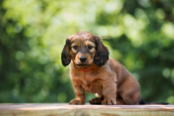 adorable long haired dachshund puppy posing outdoors