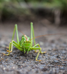 Grashüpfer voller Tatendrang
