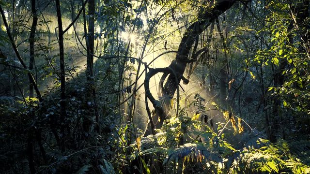 Beautiful cinematic sunbeams through jungle trees