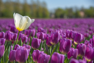 Fototapeta premium White tulip shining under the spring sun isolated by the purple color tulips