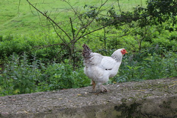 Domestic bird