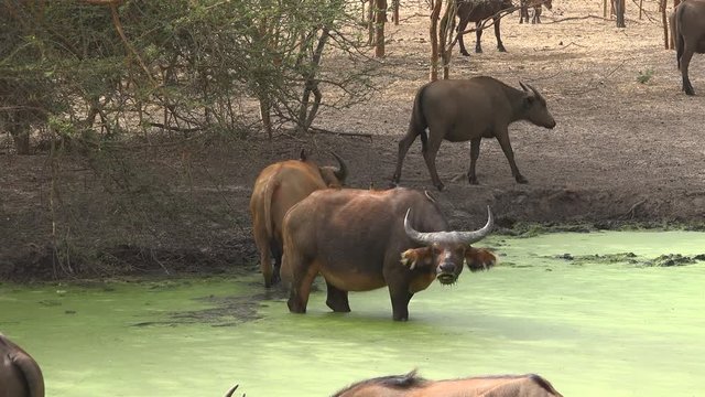 African or cape buffalo herd in the water - Africa