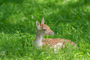 Faon de daim de profil, couch&eacute; dans les herbes hautes.
