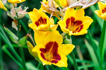 Fototapeta premium yellow exotic flower