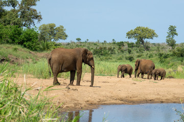 Naklejka na ściany i meble Elefantenfamilie an einem Flussufer in Afrika