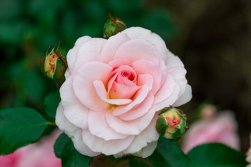 pink rose