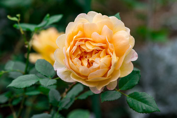 yellow rose