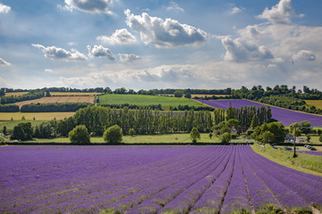 English Lavender Fields